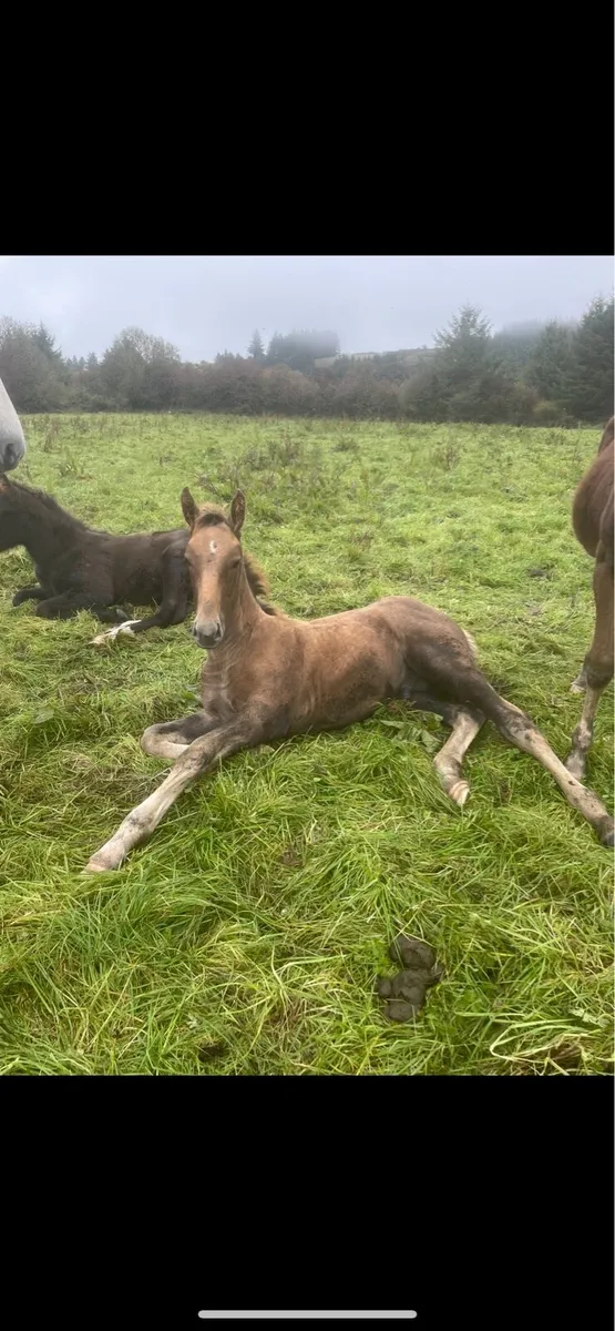 6 RID Colt foals - Image 3