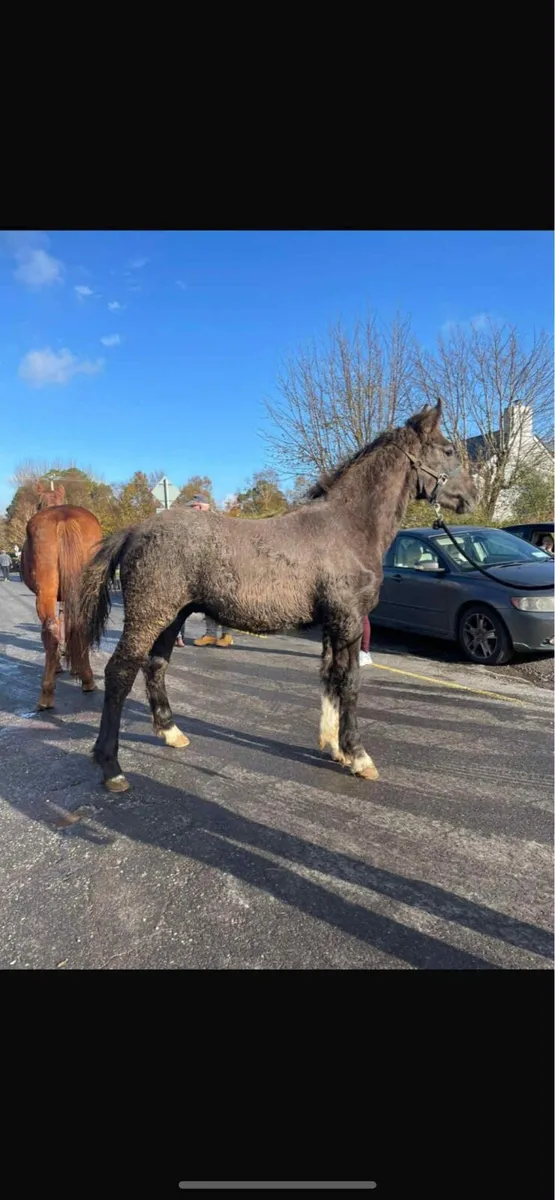 6 RID Colt foals - Image 4