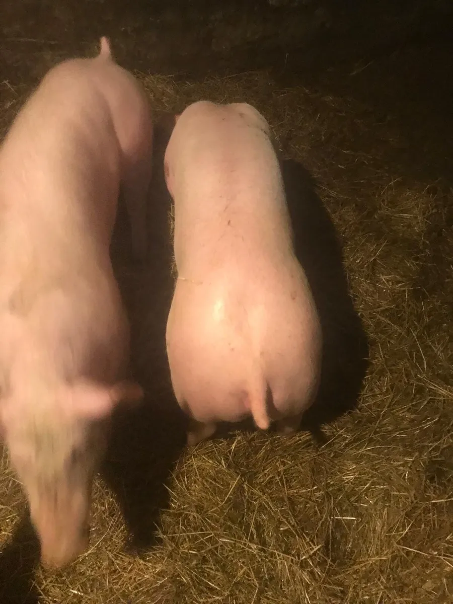 Pigs - Image 1