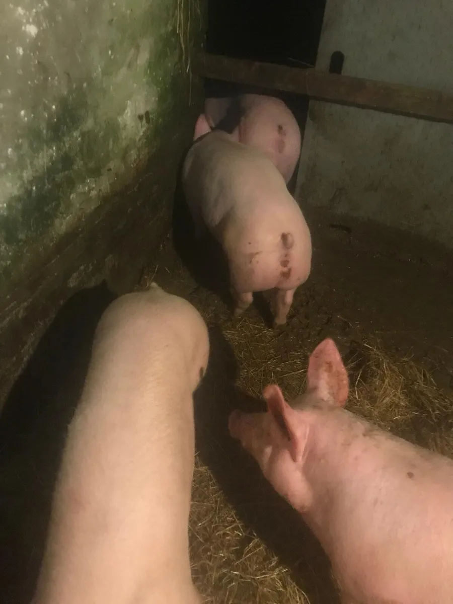 Pigs - Image 2