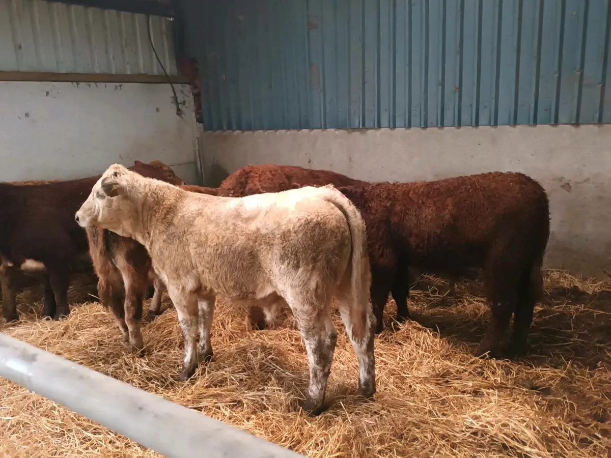 6 SUCKLER BRED BULL WEANLINGS - Image 2