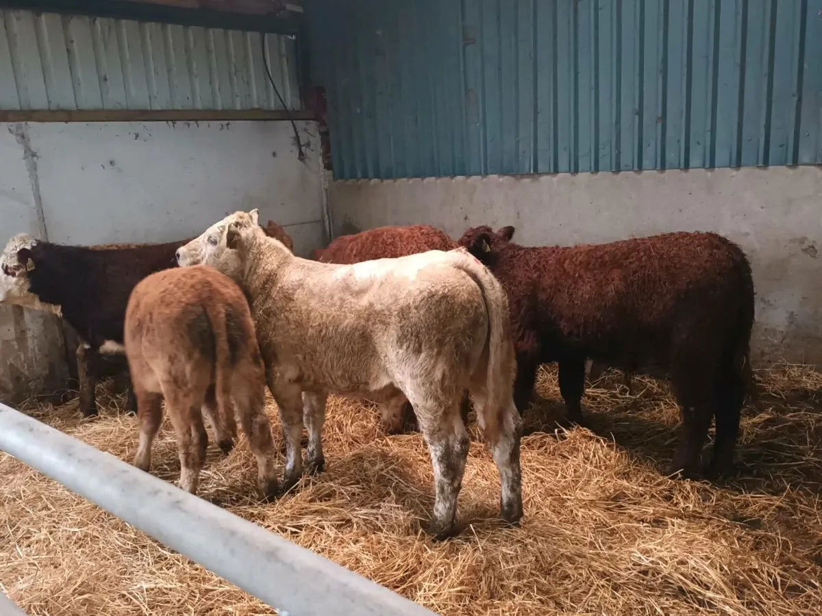 6 SUCKLER BRED BULL WEANLINGS - Image 3