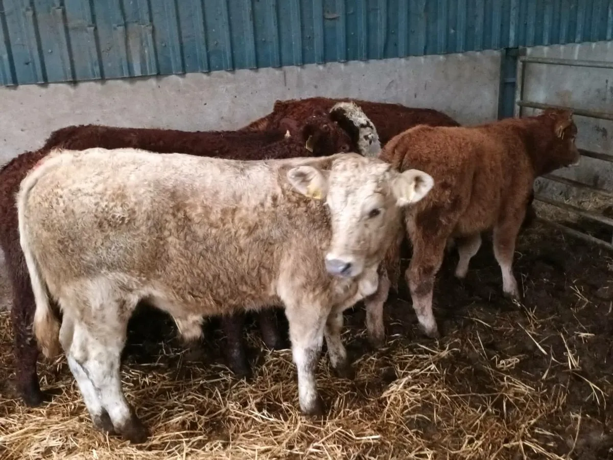 6 SUCKLER BRED BULL WEANLINGS - Image 4