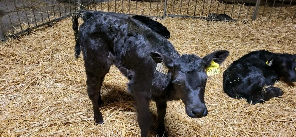 Selection of  calves - Image 1