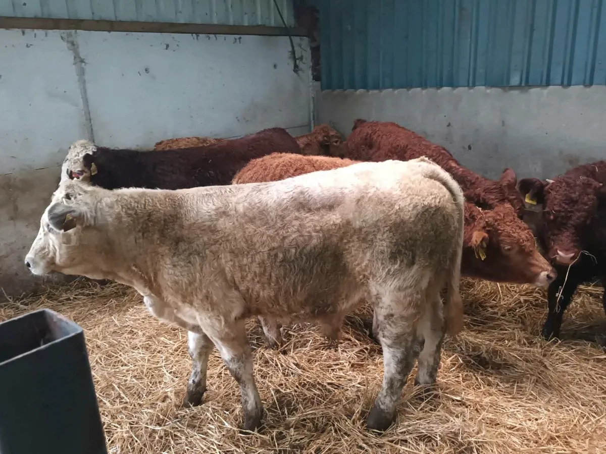 6 SUCKLER BRED BULL WEANLINGS - Image 1