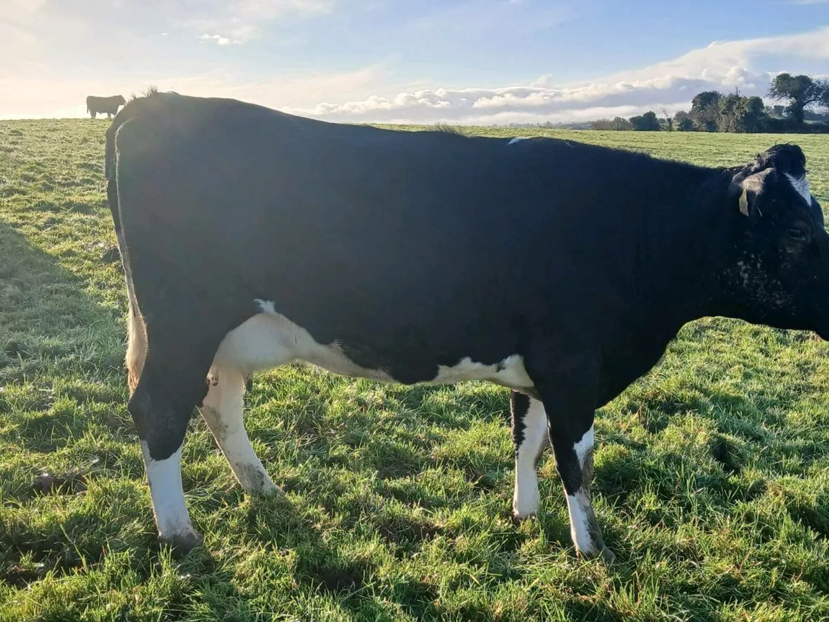 2 fr cows calving soon. - Image 1