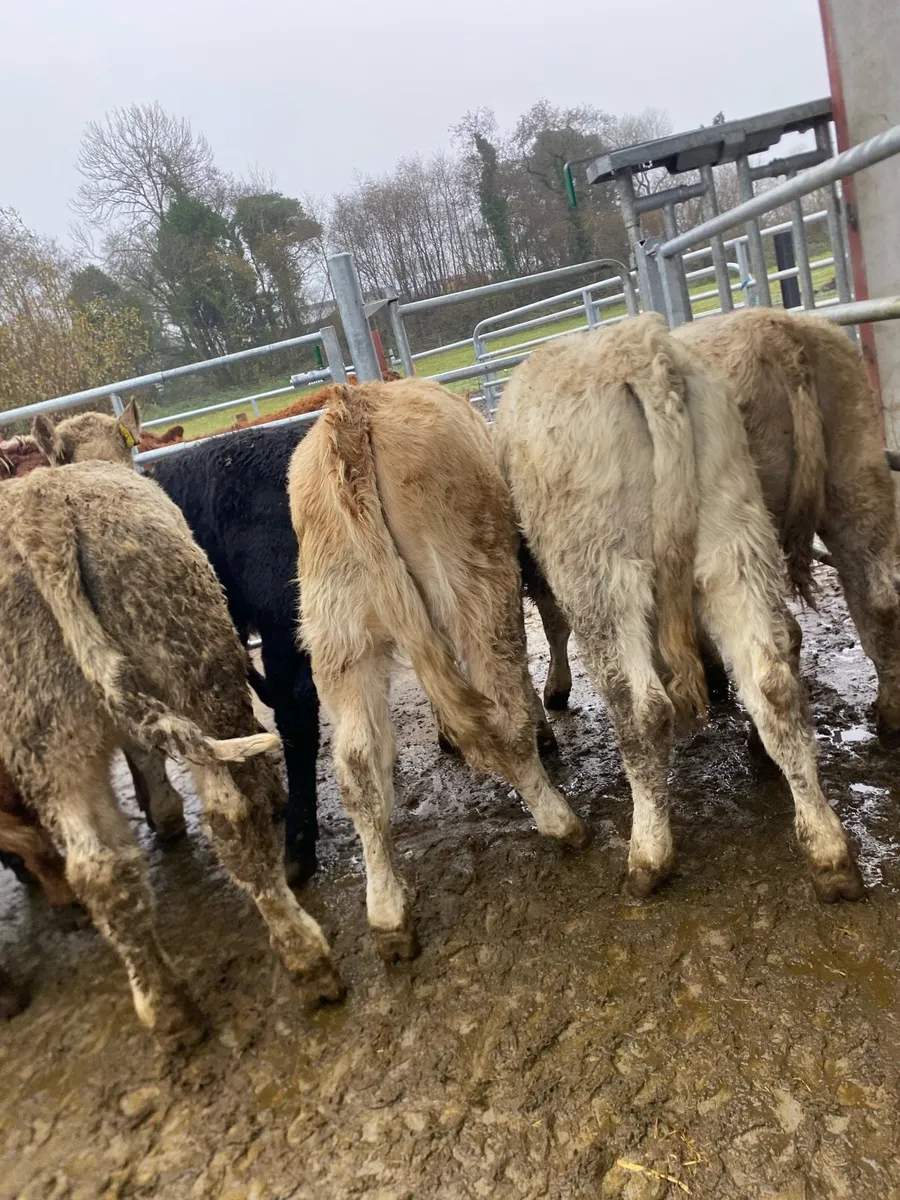 Heifer weanlings - Image 1