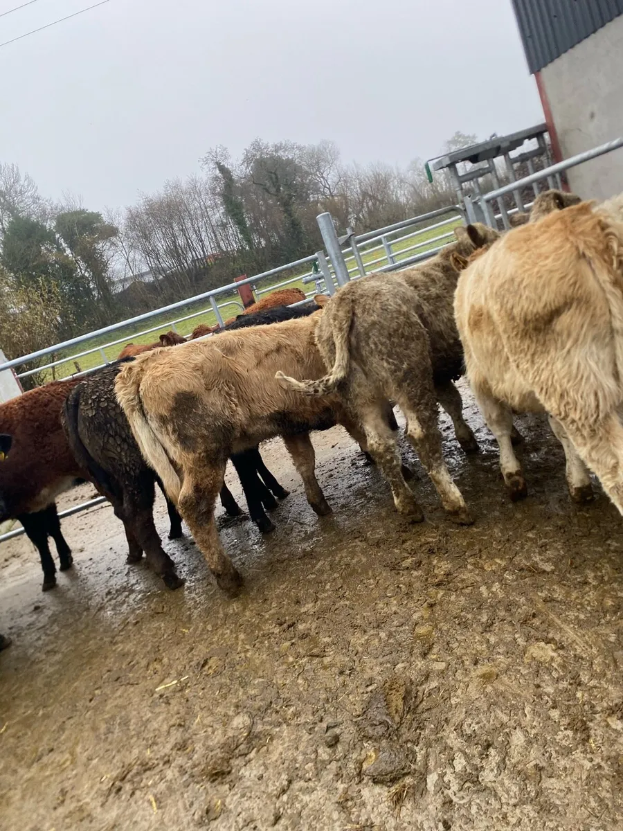 Heifer weanlings - Image 2