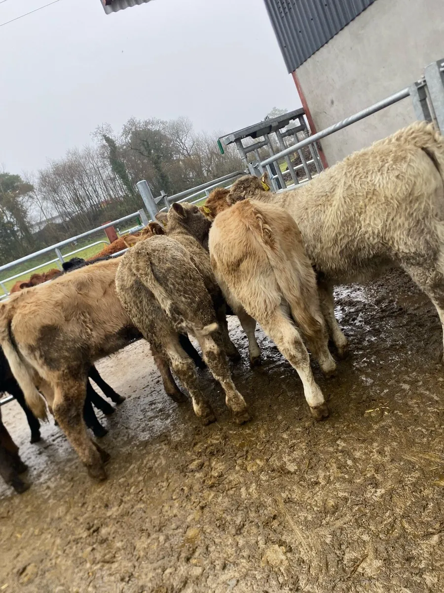 Heifer weanlings - Image 3