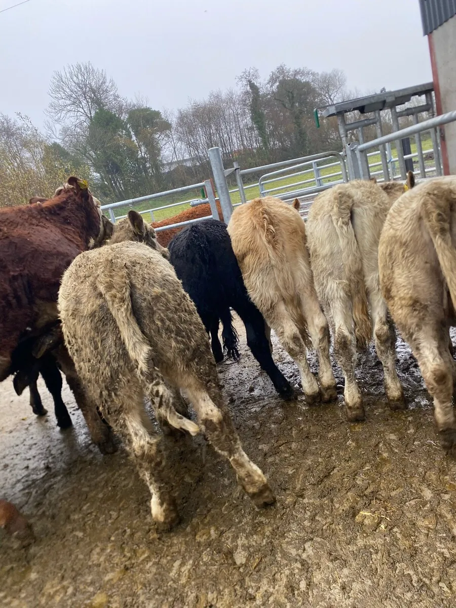 Heifer weanlings - Image 4