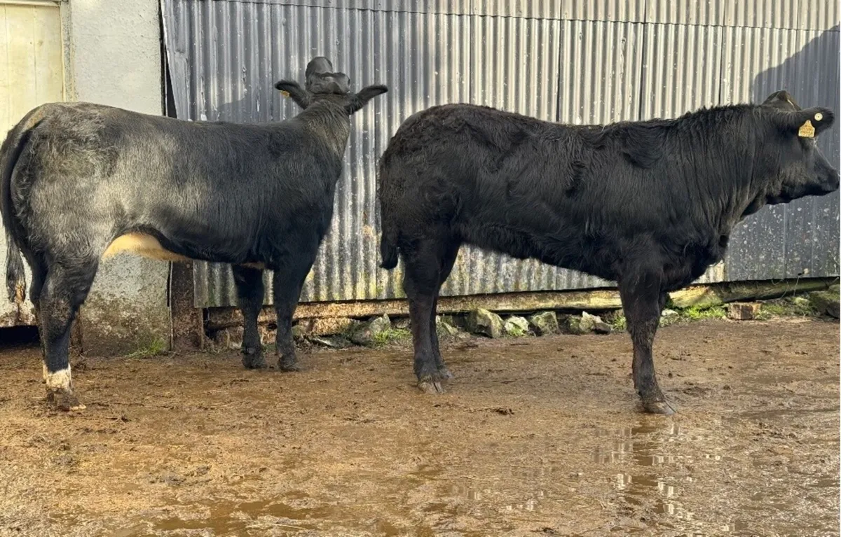 ⭐️2 Serious Show Limousine x Blue Heifers⭐️ - Image 2