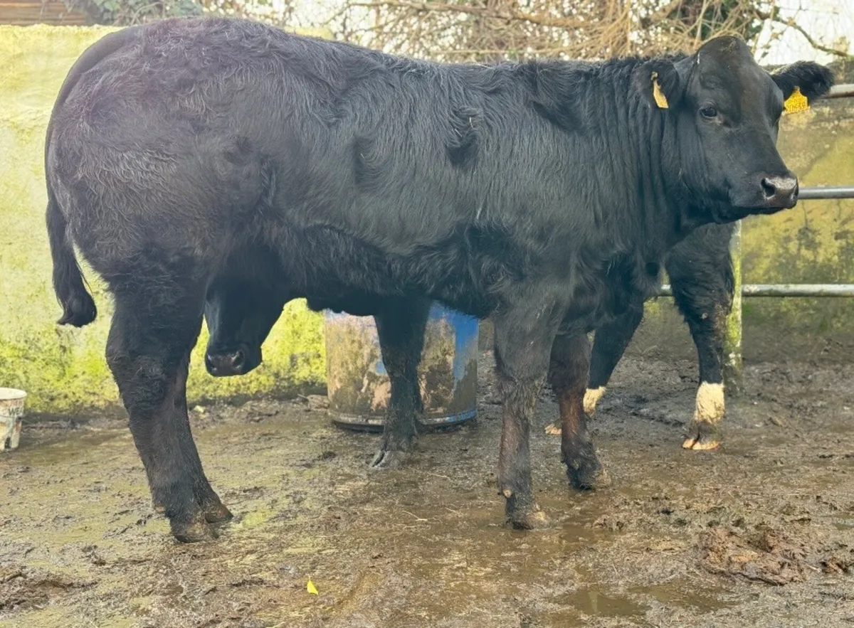 ⭐️2 Serious Show Limousine x Blue Heifers⭐️ - Image 3
