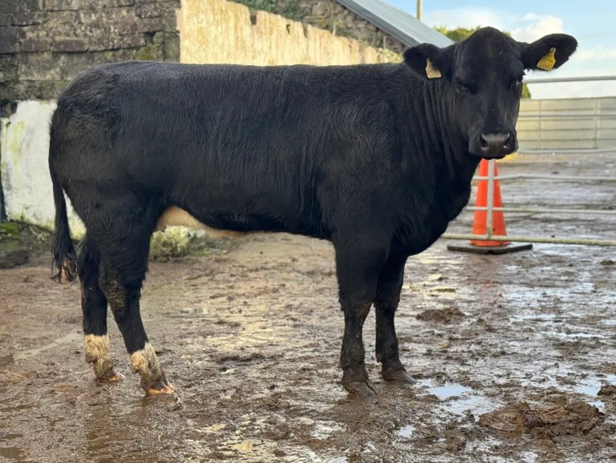 ⭐️2 Serious Show Limousine x Blue Heifers⭐️ - Image 4