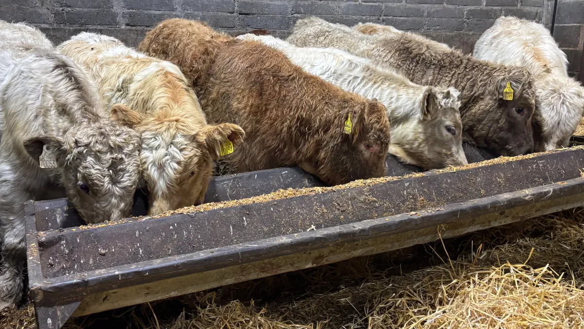 8 Charolais Bull Wealings - Image 1