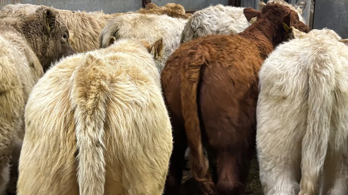 8 Charolais Bull Wealings - Image 2