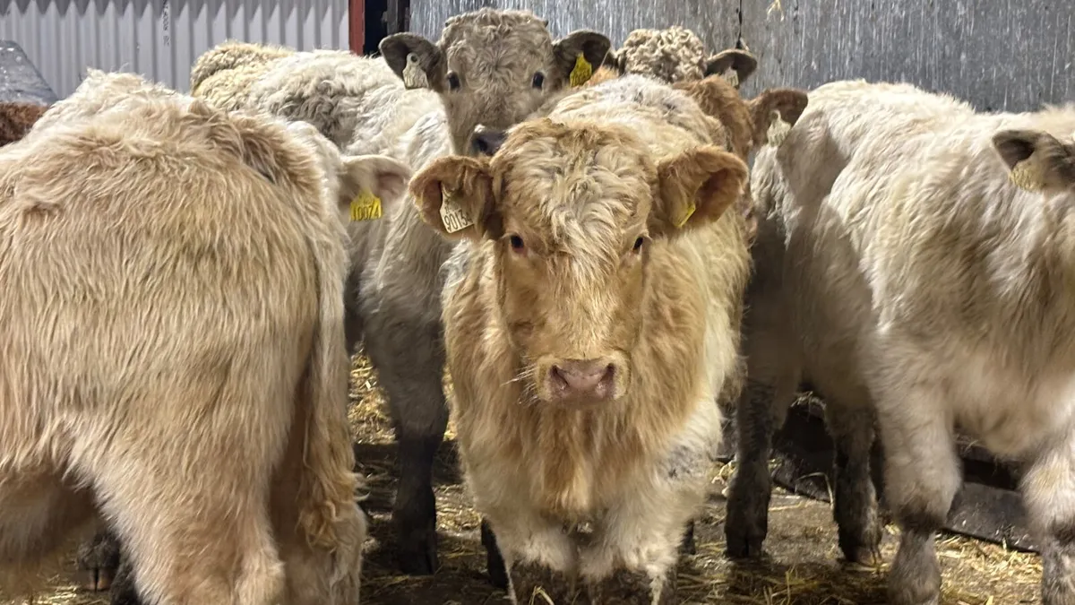 8 Charolais Bull Wealings - Image 4