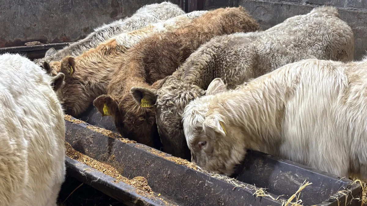 8 Charolais Bull Wealings - Image 3