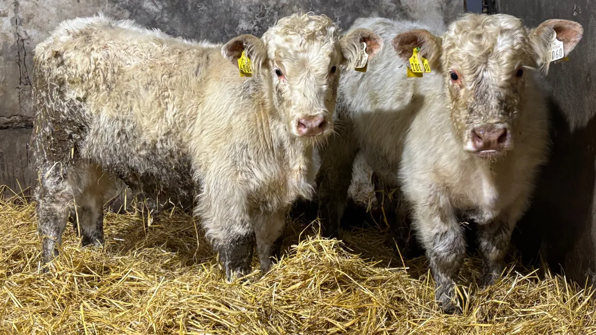 2 White Charolais Bull Wealings - Image 1