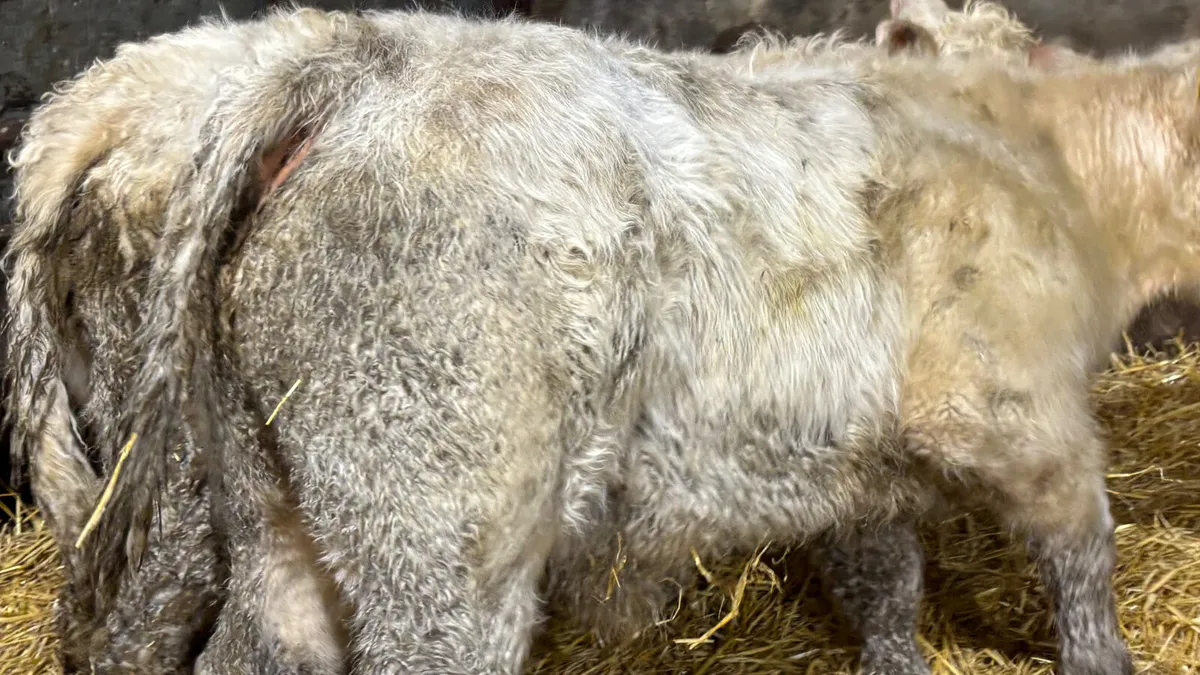 2 White Charolais Bull Wealings - Image 3