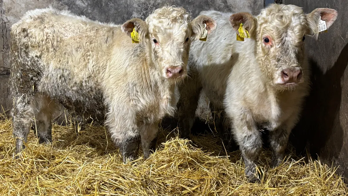 2 White Charolais Bull Wealings - Image 4