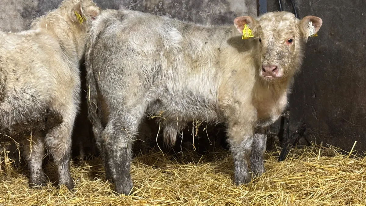 2 White Charolais Bull Wealings - Image 2