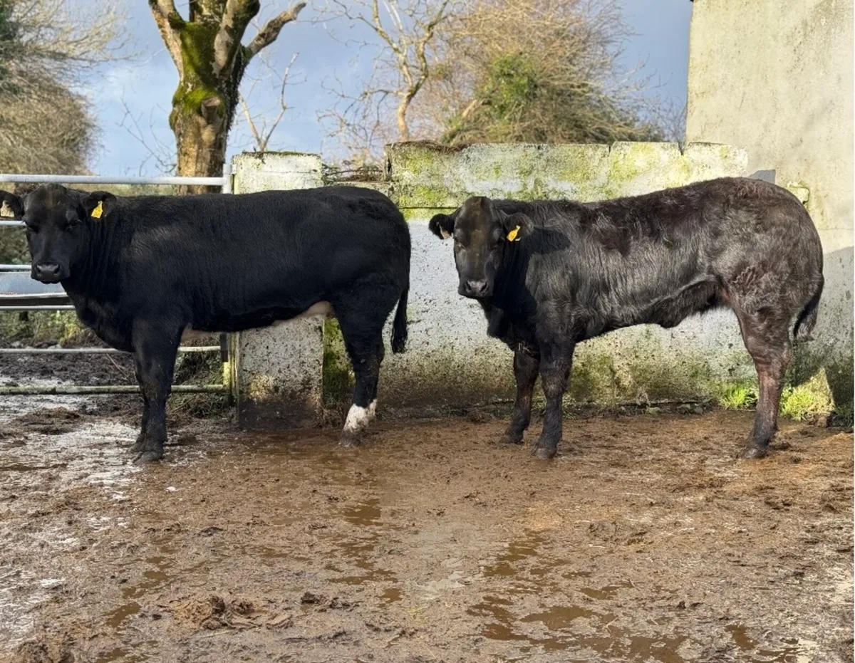 ⭐️2 Serious Show Limousine x Blue Heifers⭐️ - Image 1