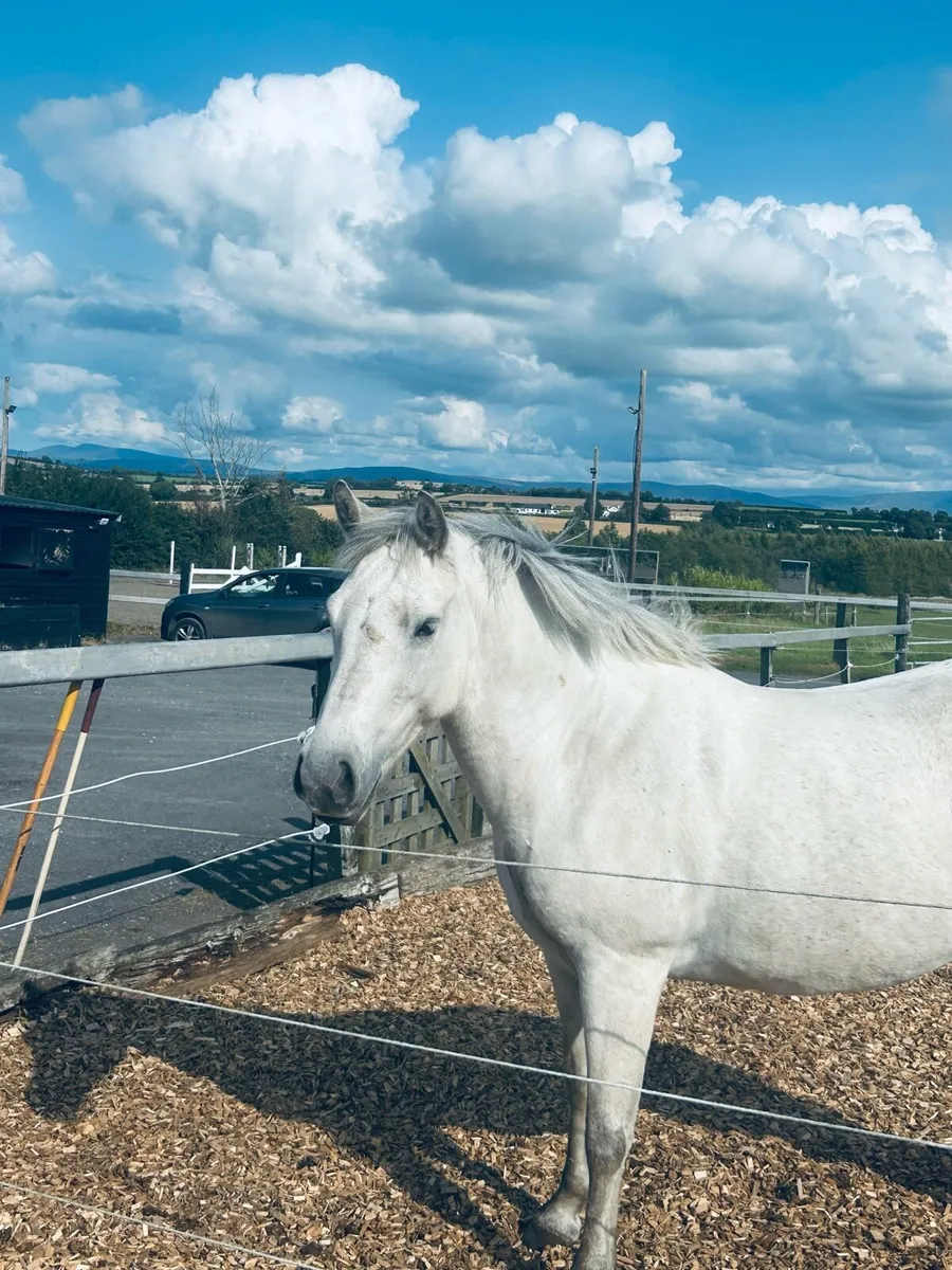 Connemara broodmare - Image 1