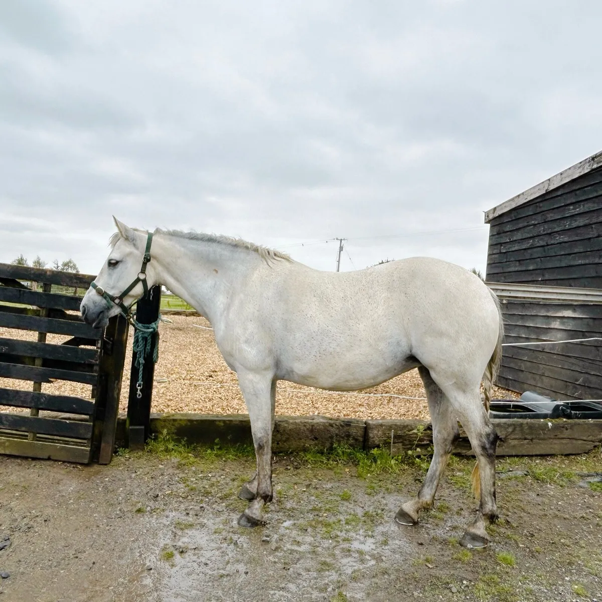 Connemara broodmare - Image 2