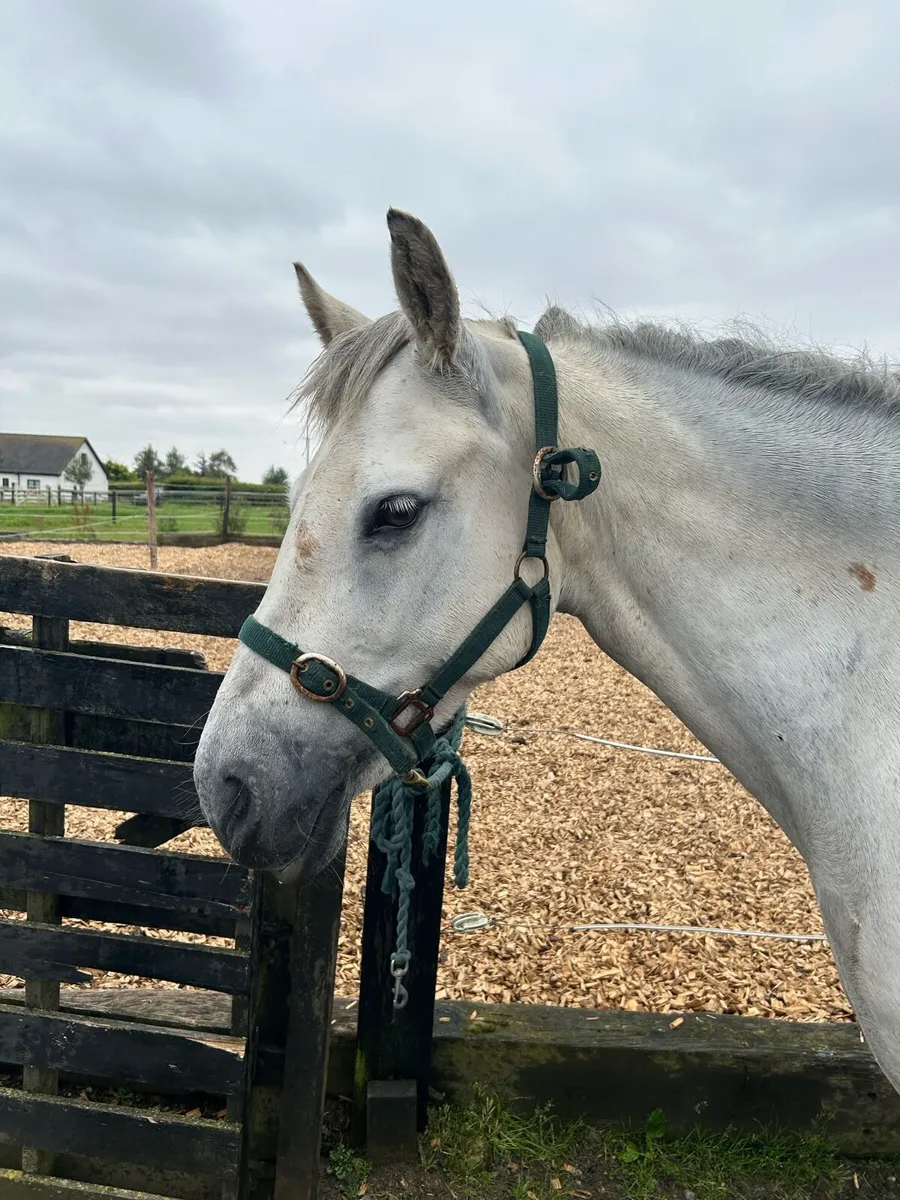 Connemara broodmare - Image 3