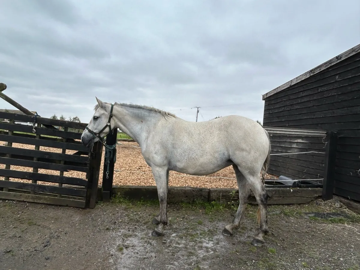 Connemara broodmare - Image 4