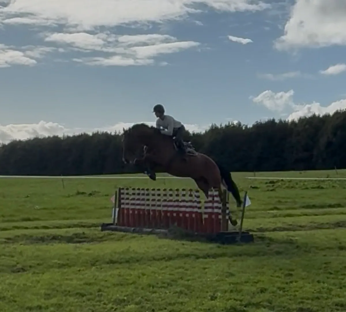 17h 5 yo ISH, safe and easy talented  all rounder - Image 1