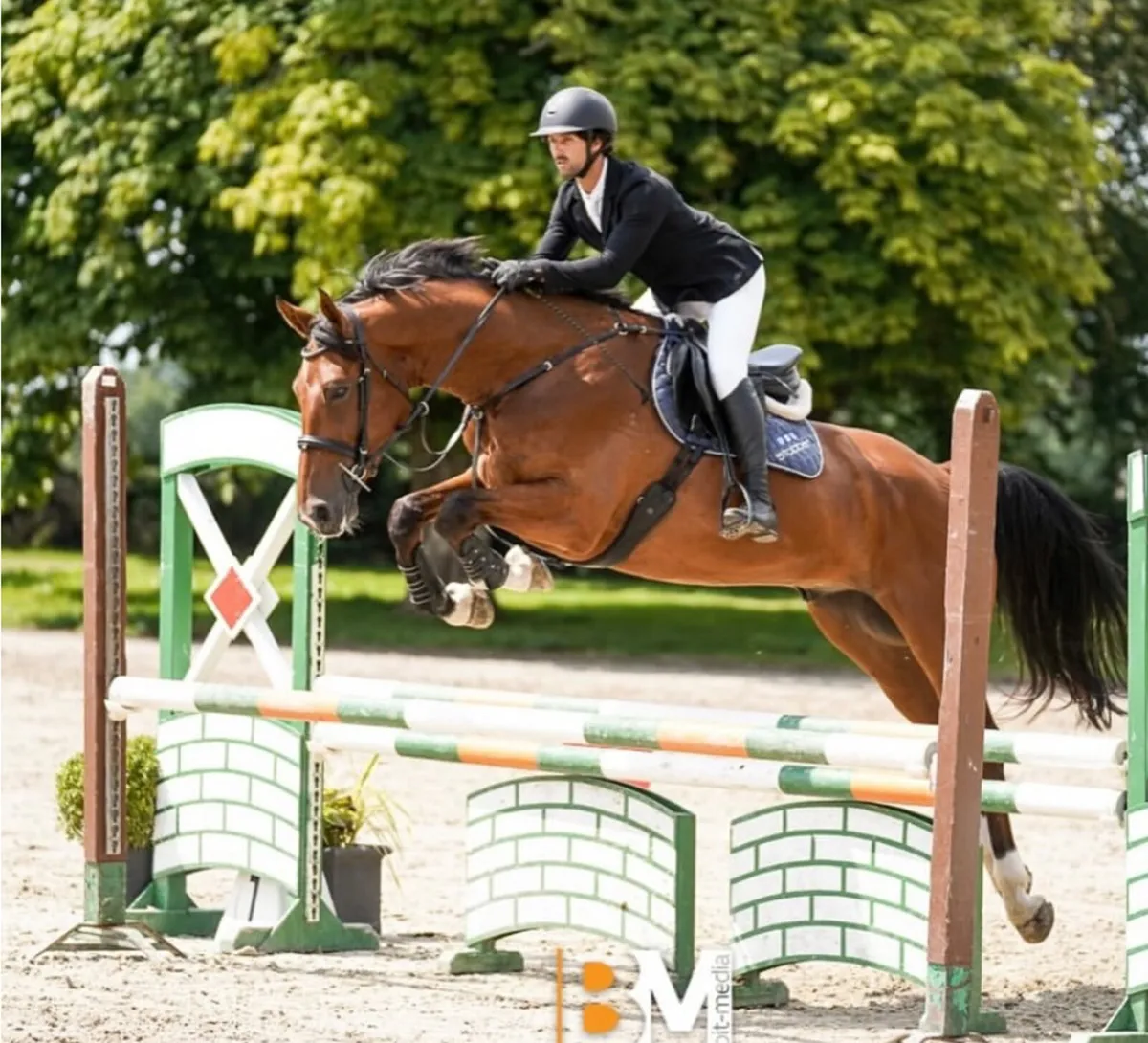 17h 5 yo ISH, safe and easy talented  all rounder - Image 4