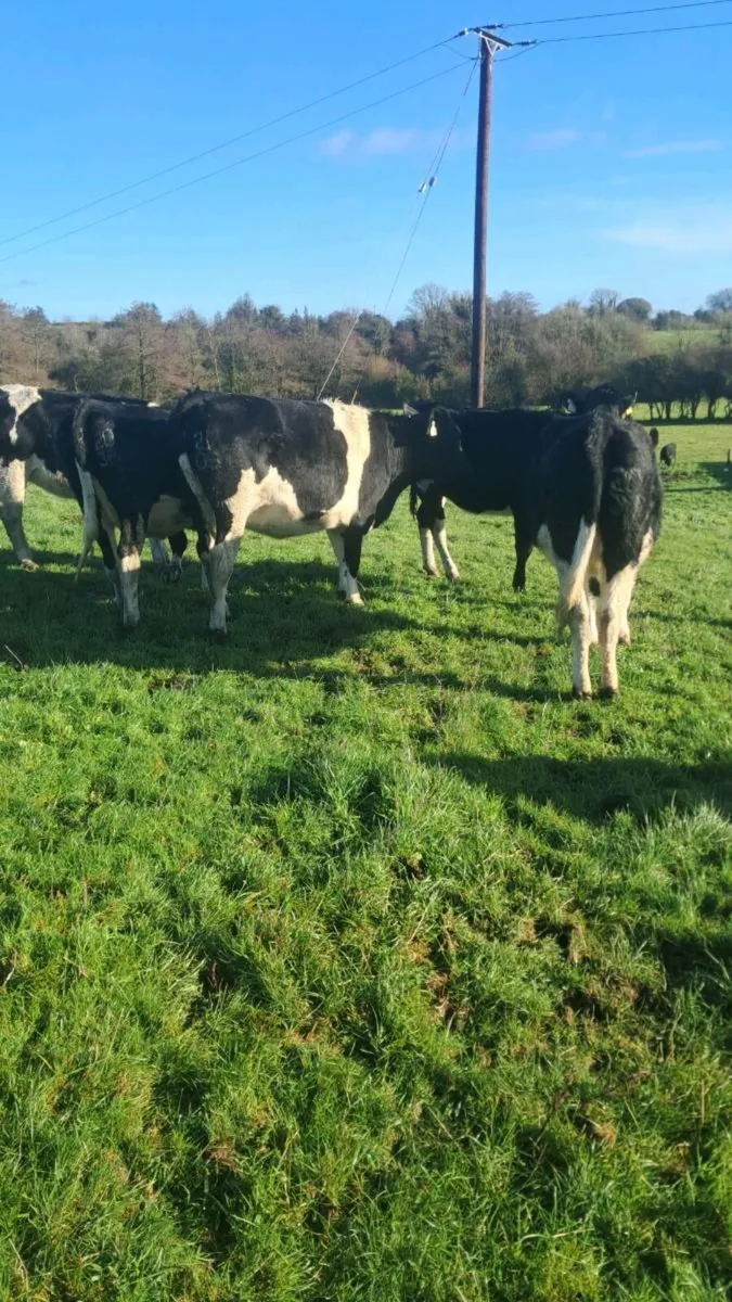 Incalf heifers - Image 1