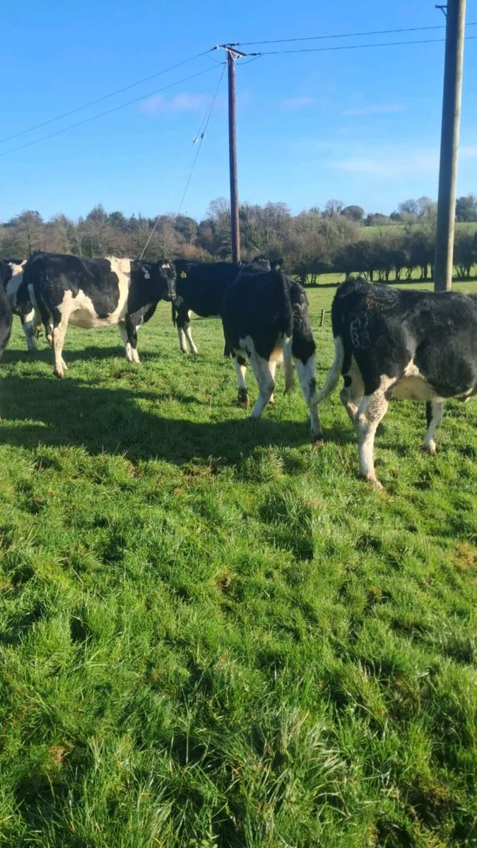 Incalf heifers - Image 2