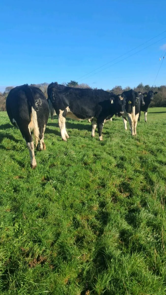 Incalf heifers - Image 3
