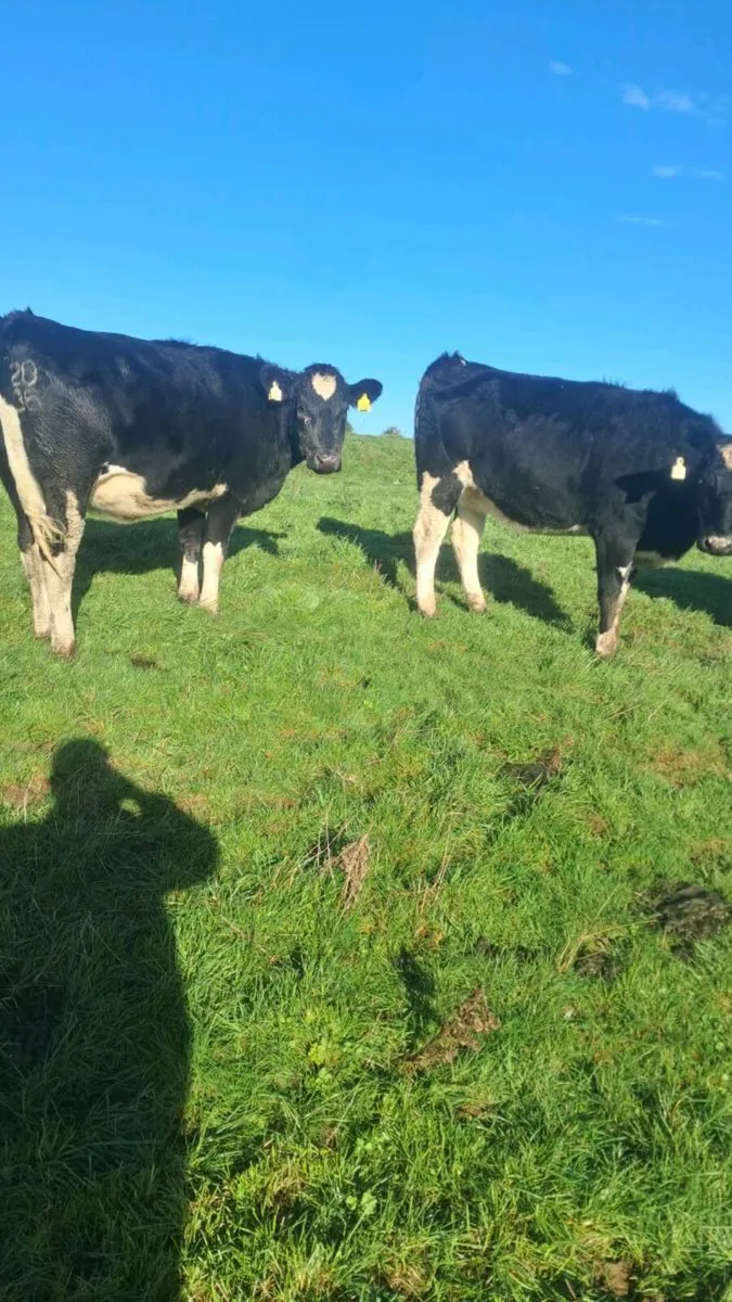 Incalf heifers - Image 4