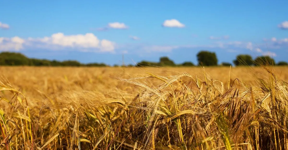 Stop Overspending On Fertiliser - Image 3