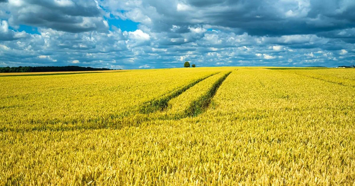 Stop Overspending On Fertiliser - Image 4