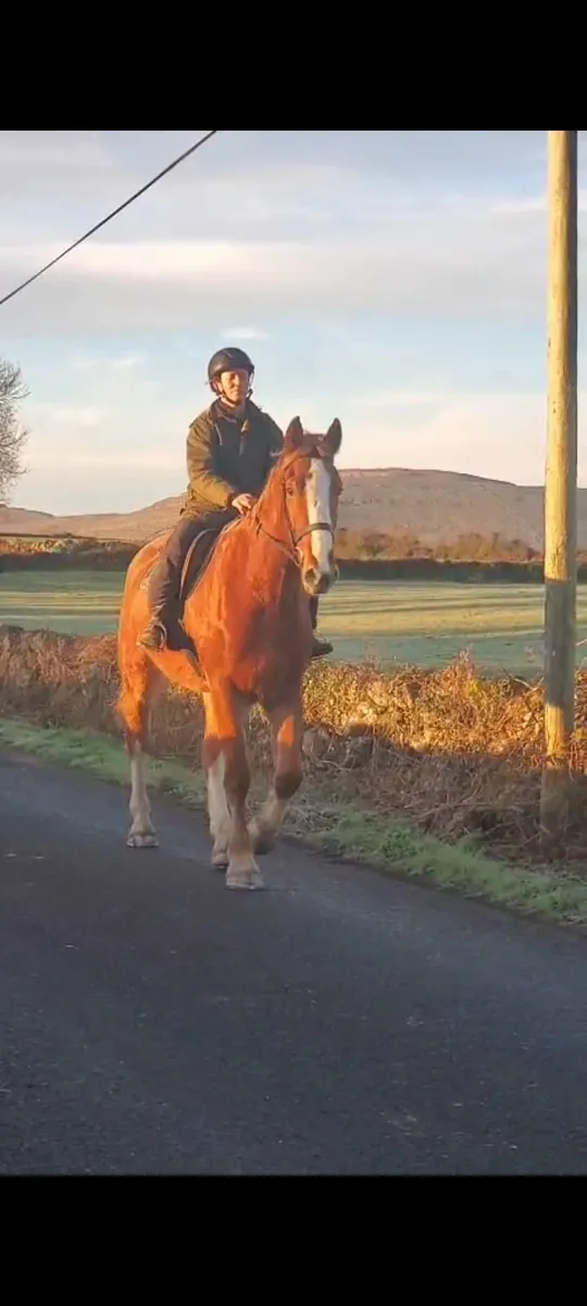 Irish draught gelding - Image 1