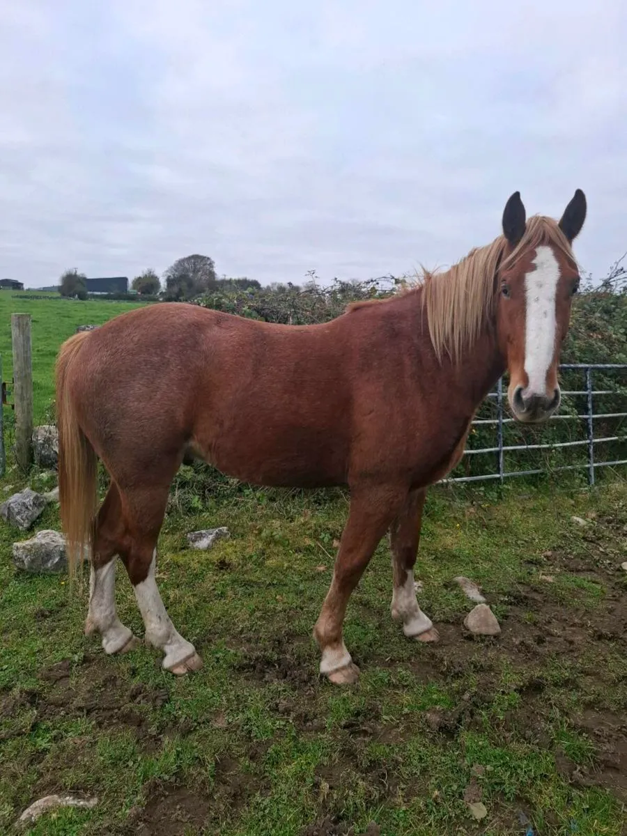 Irish draught gelding - Image 2
