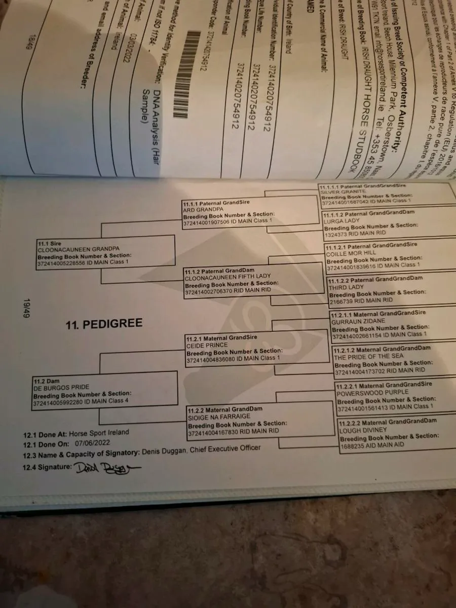 Irish draught gelding - Image 3