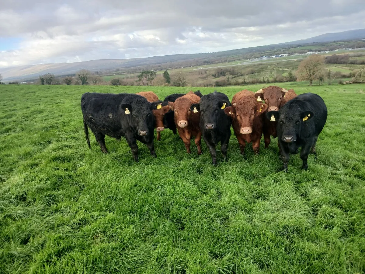 8 Dexter bullocks - Image 2