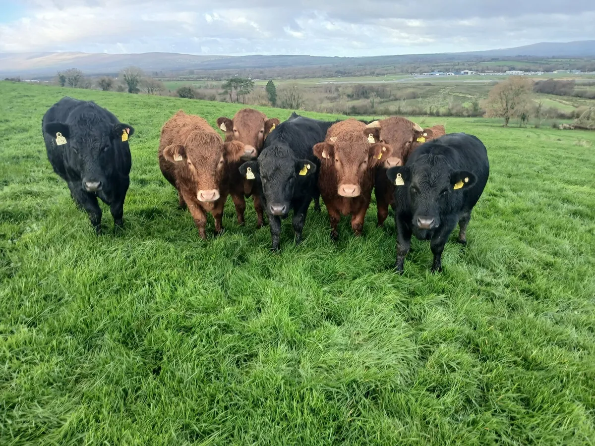 8 Dexter bullocks - Image 1