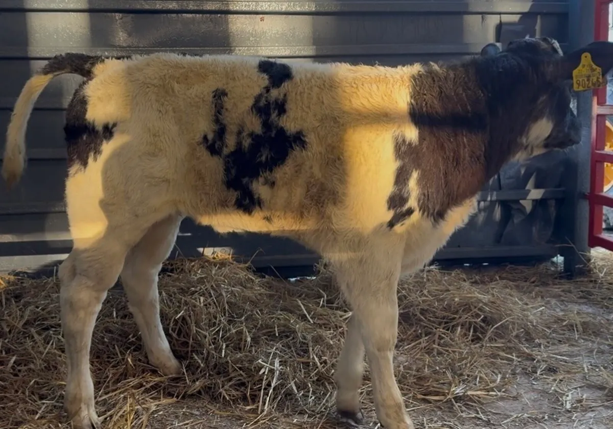 Serious BB heifer calf Christina - Image 1