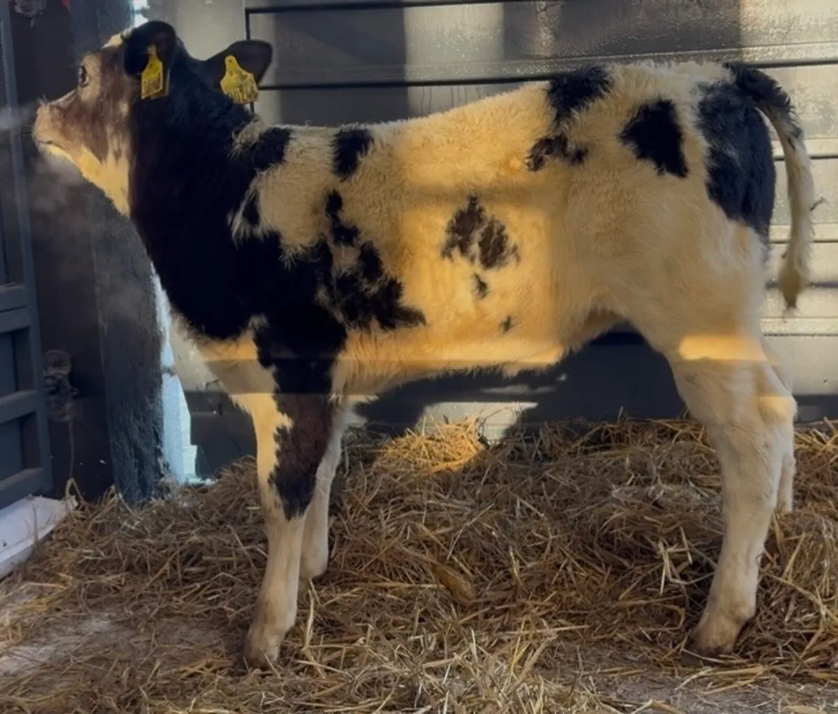 Serious BB heifer calf Christina - Image 2