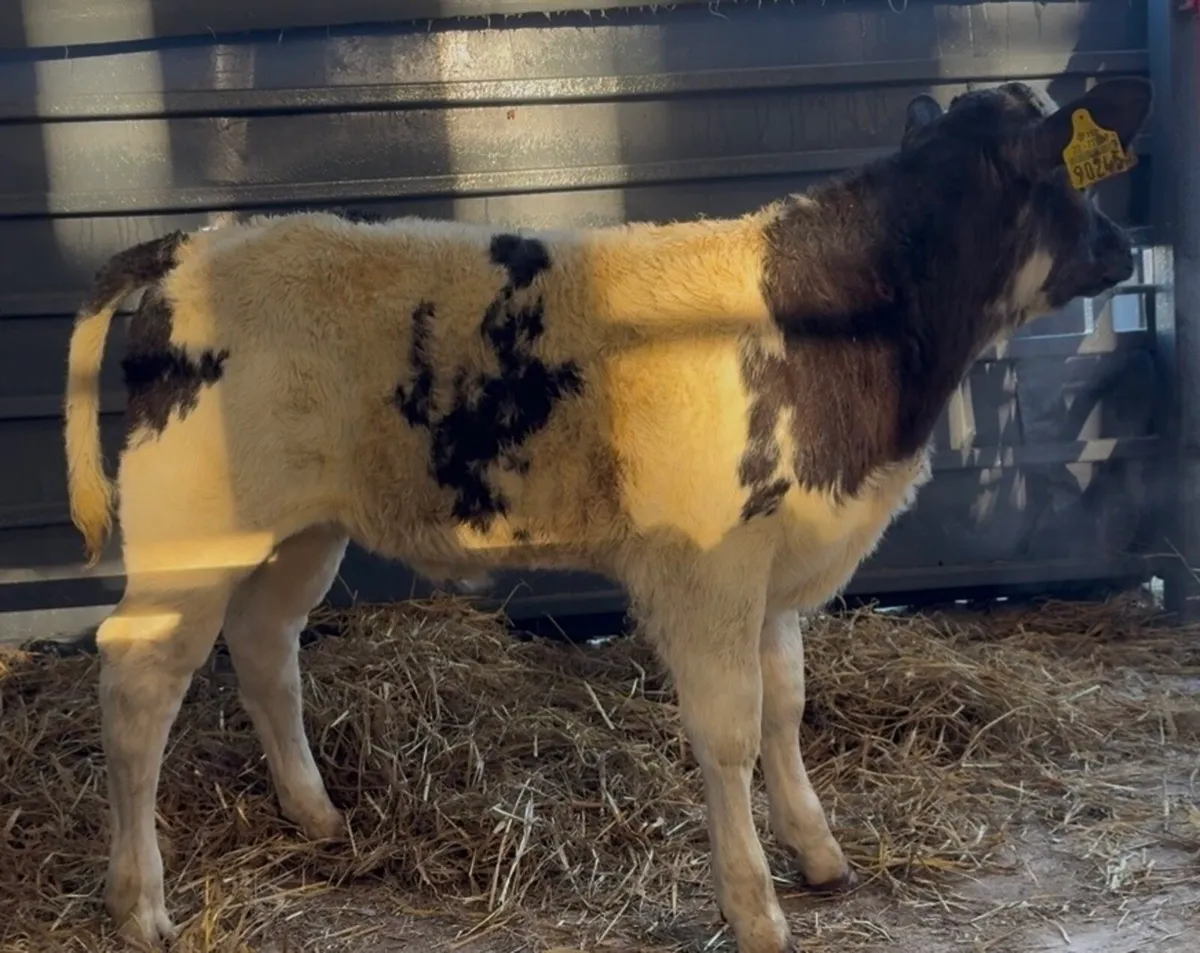 Serious BB heifer calf Christina - Image 3