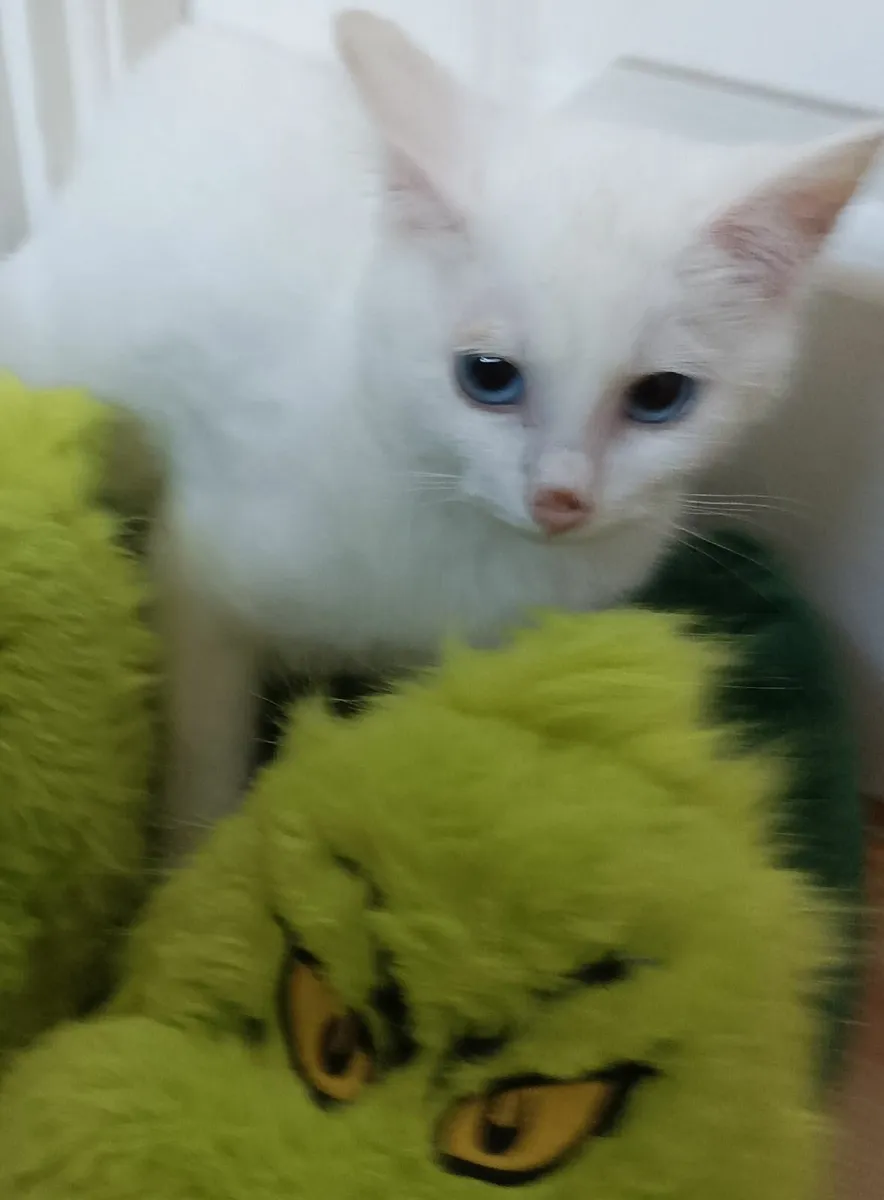VAN///Turkish Van kittens - Image 3