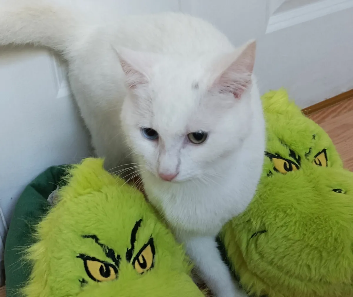 VAN///Turkish Van kittens - Image 2