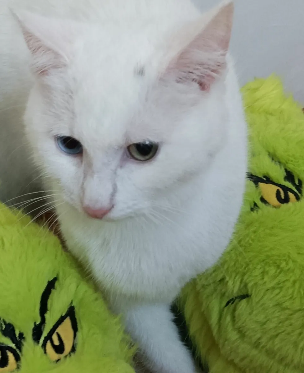 VAN///Turkish Van kittens - Image 1