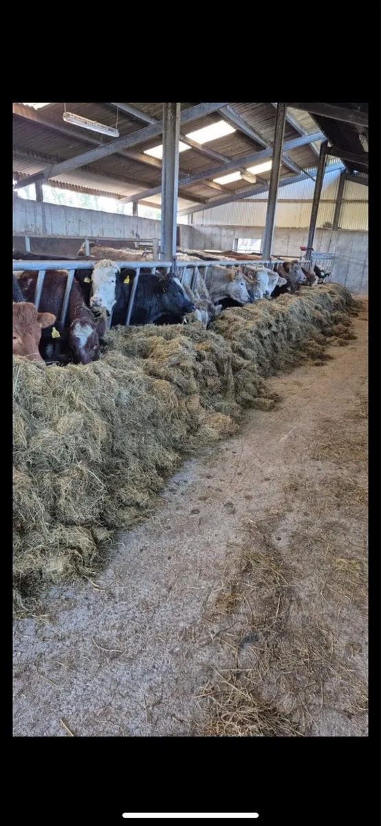 Balemaster , bale feeder - Image 2